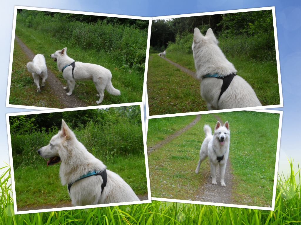 Volta hondentuig bij Cats Dogs services