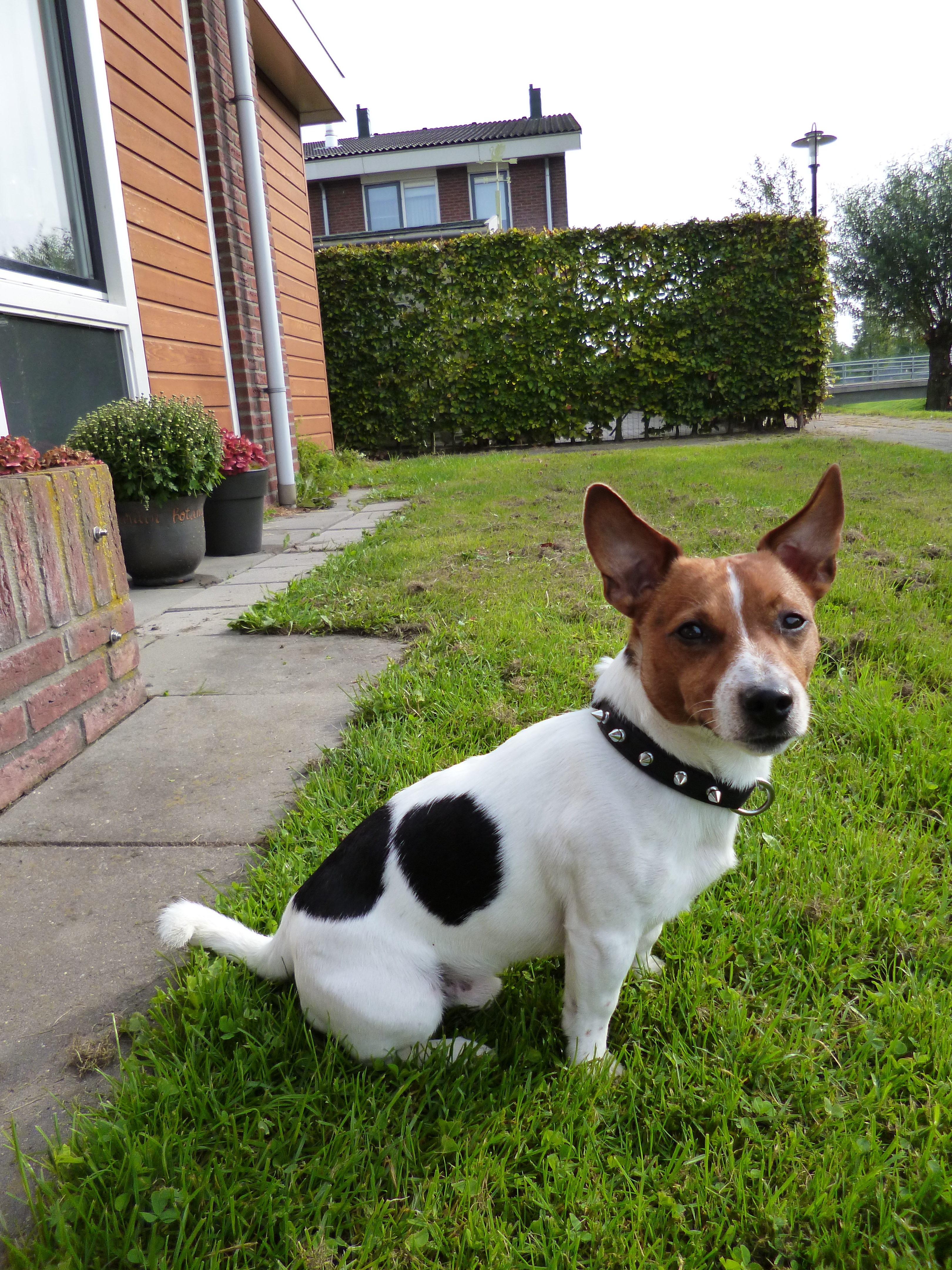 Doxtasy leren halsband Spikes