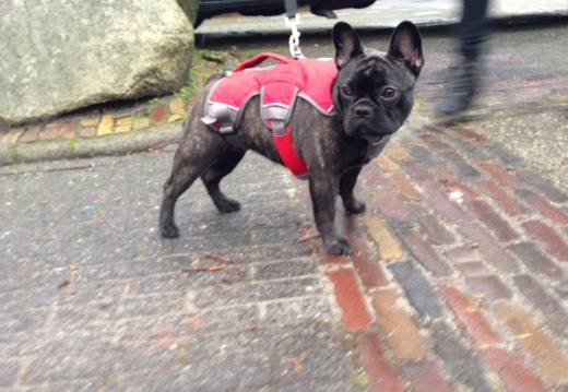 Ruffwear harnas hondentuig