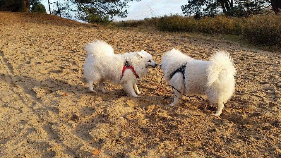 Tre Ponti Fibbia hondentuigen
