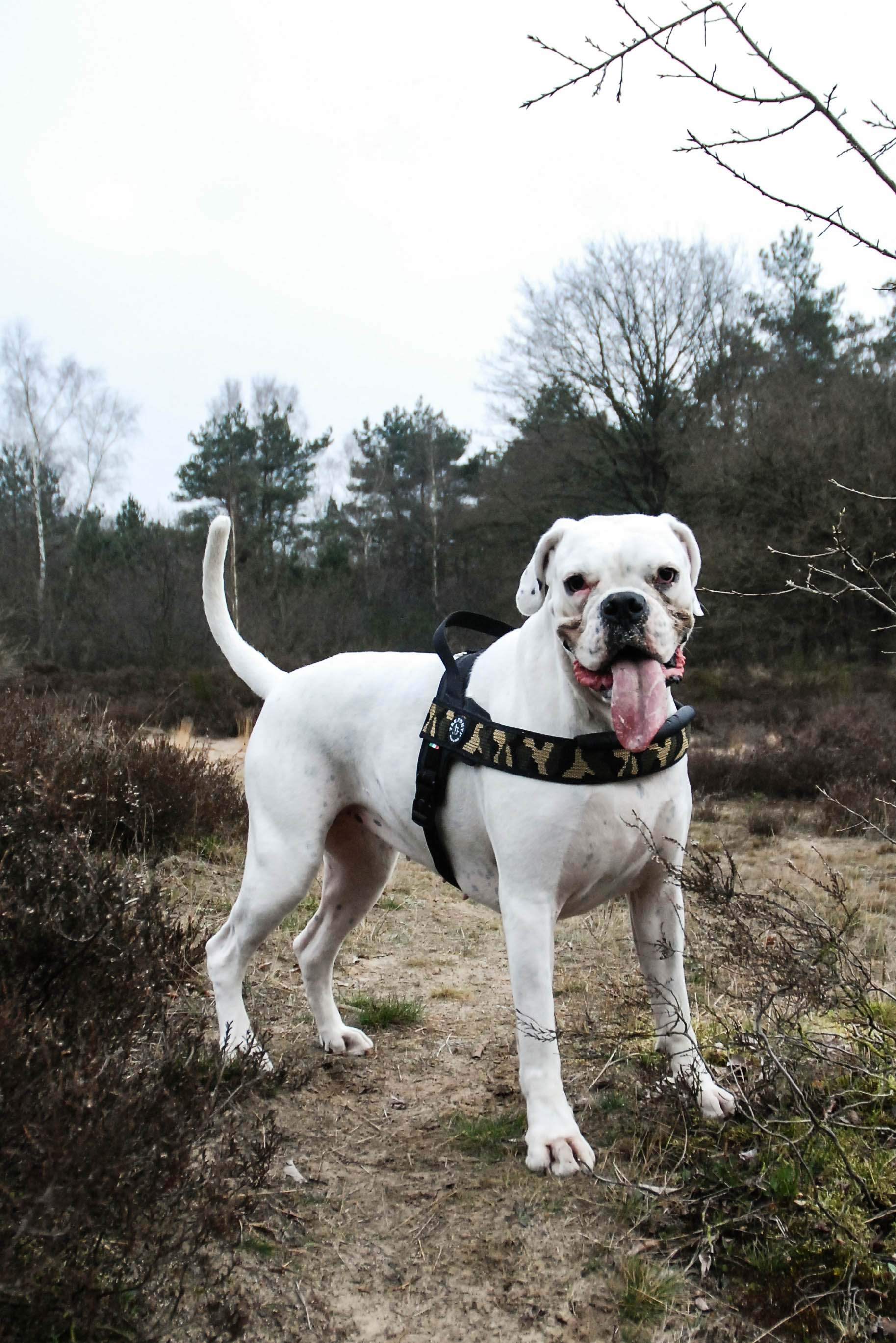 Tre Ponti Primo Plus Adventure hondentuig