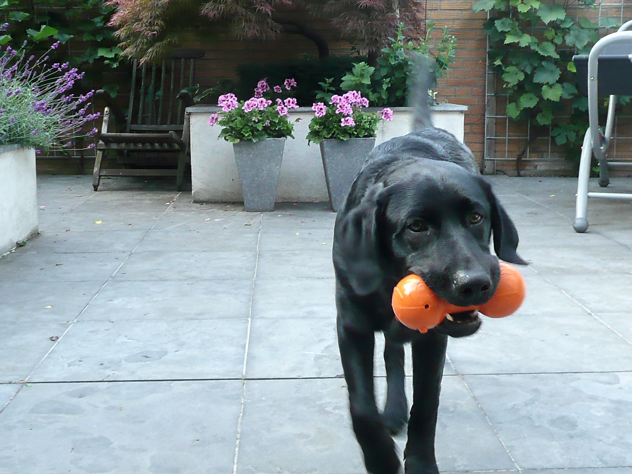 Labrador met speelgoed