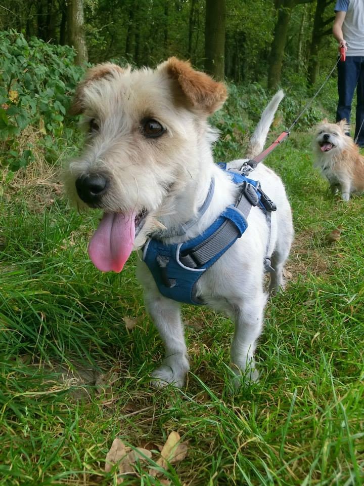 Gijs met zijn nieuwe Ruffwear Front Range
