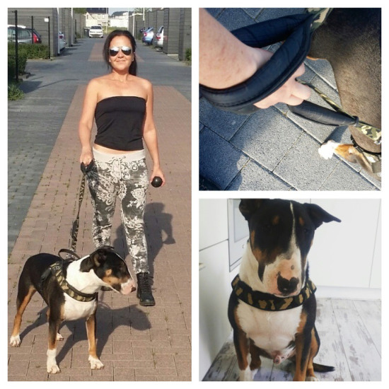 Morris met de Tre Ponti Primo Plus hondentuig en hondenriem